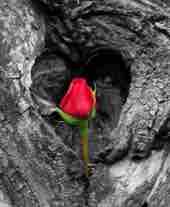 عبر عن حالتك بصوره-img_9615.jpg