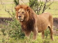 من رواندا قلب سحر الطبيعه الافريقيه-7c2c2ee3-ffe2-4538-a0bc-52239fbd2b9d.jpg