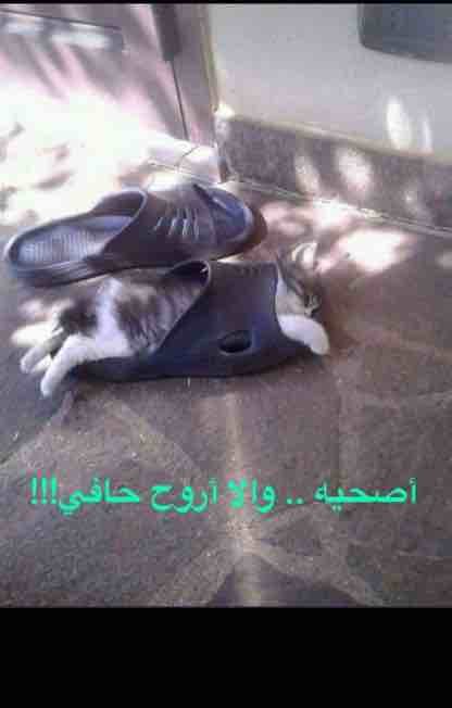 دردشــــــة الـــمزاعيـــــــــط-6ddcb682-f941-4db7-96d3-7a59344a0c1d.jpg