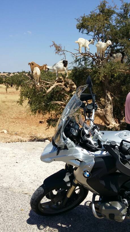 رحلة العمر... من اسبانيا الى المغرب بالدراجة النارية-1432675111157.jpg