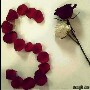 الصورة الرمزية safar