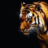 الصورة الرمزية Khalid_ss