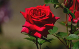 الصورة الرمزية Abade