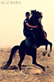 الصورة الرمزية صقر الجو