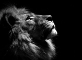 الصورة الرمزية nawafalshammri